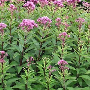 Gravel Root queen of the Meadow eupatorium Purpureum - Etsy