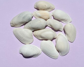 painting art collectible fun Florida nautical decor wedding wedding decor craft Seashells 24 White Scallop Seashells from Manasota Key