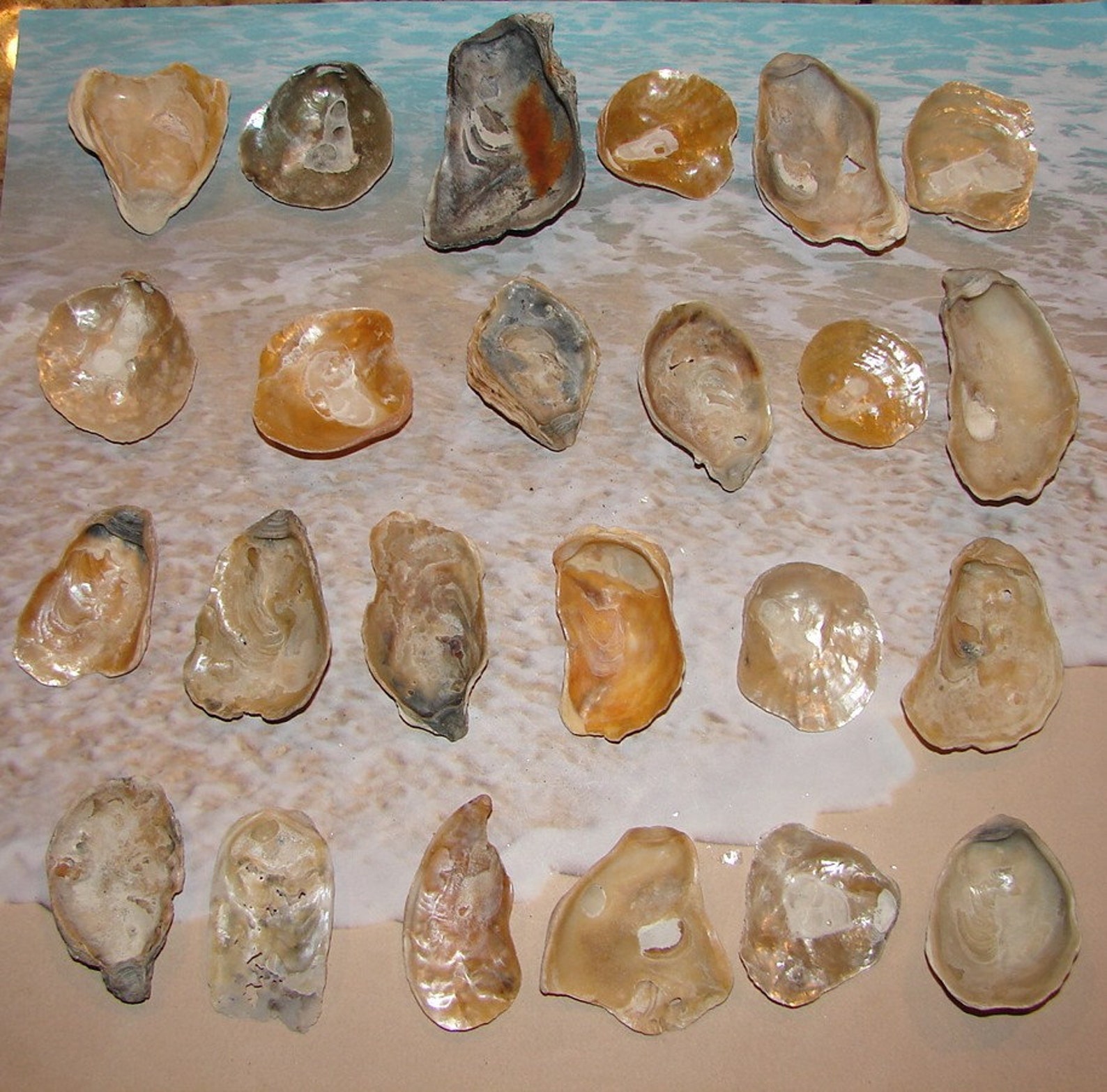 Seashells 24 Jingle Seashells Sea Shells From Newport Beach Etsy