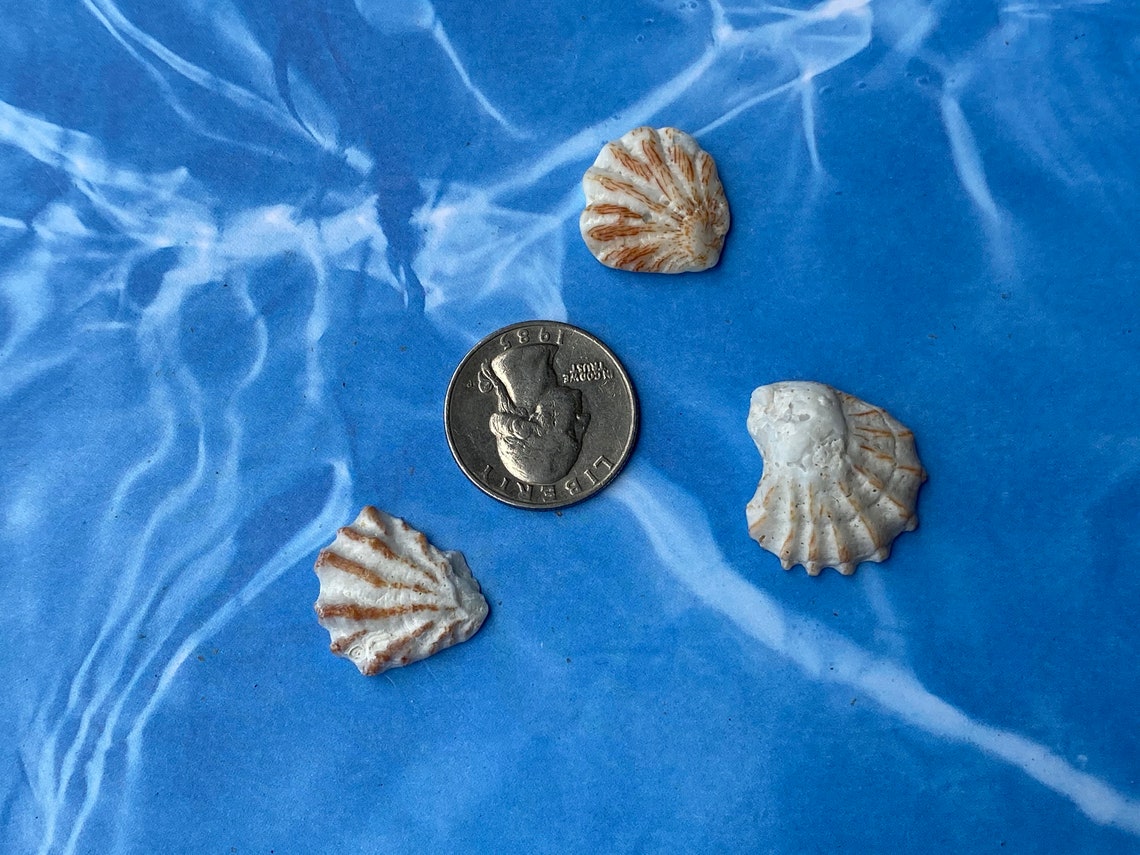 Seashells 24 Kitten Paws Sea shells brown orange white | Etsy