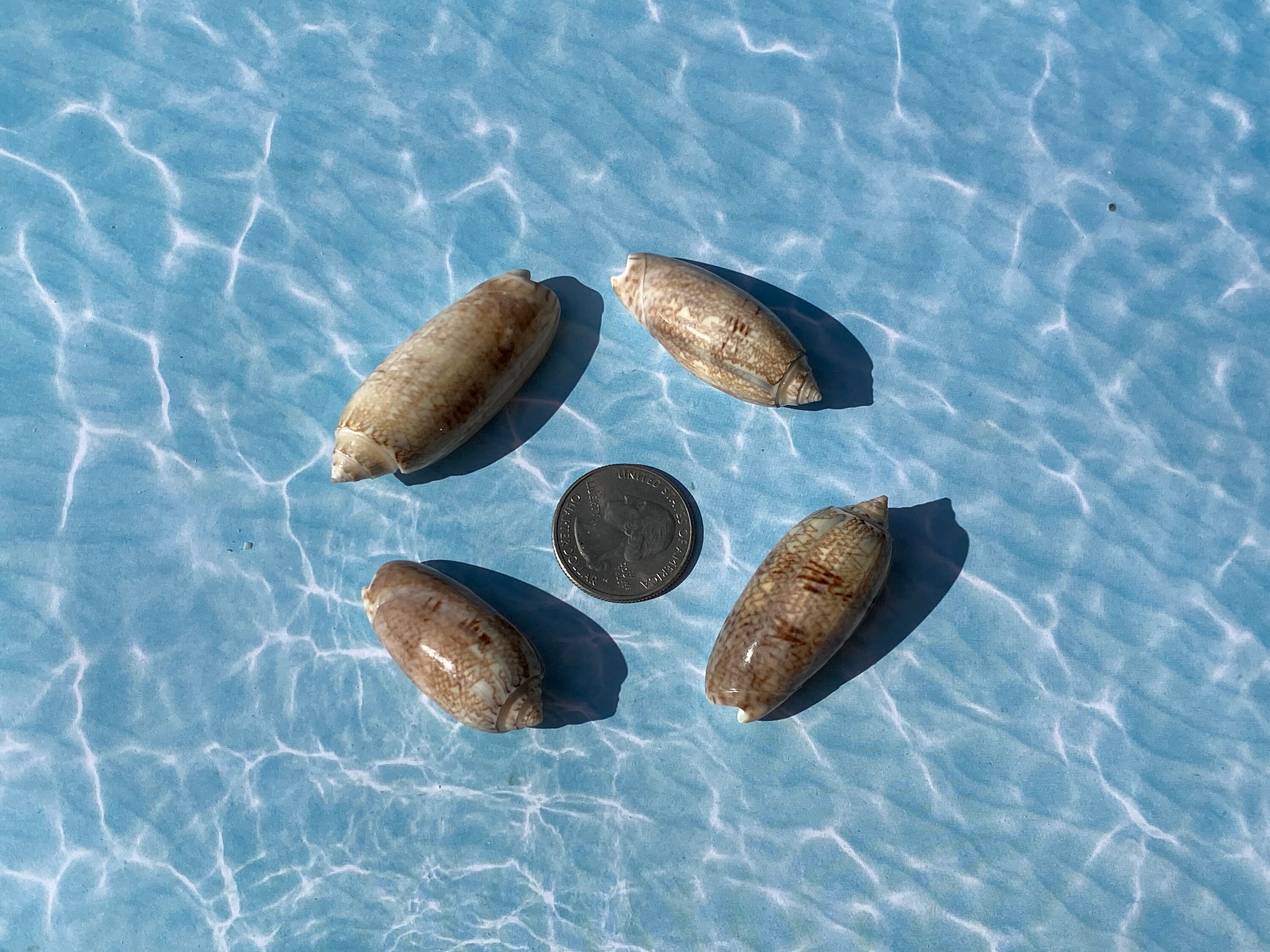 Seashells 30 Shiny Olive Sea shells white & brown from Etsy