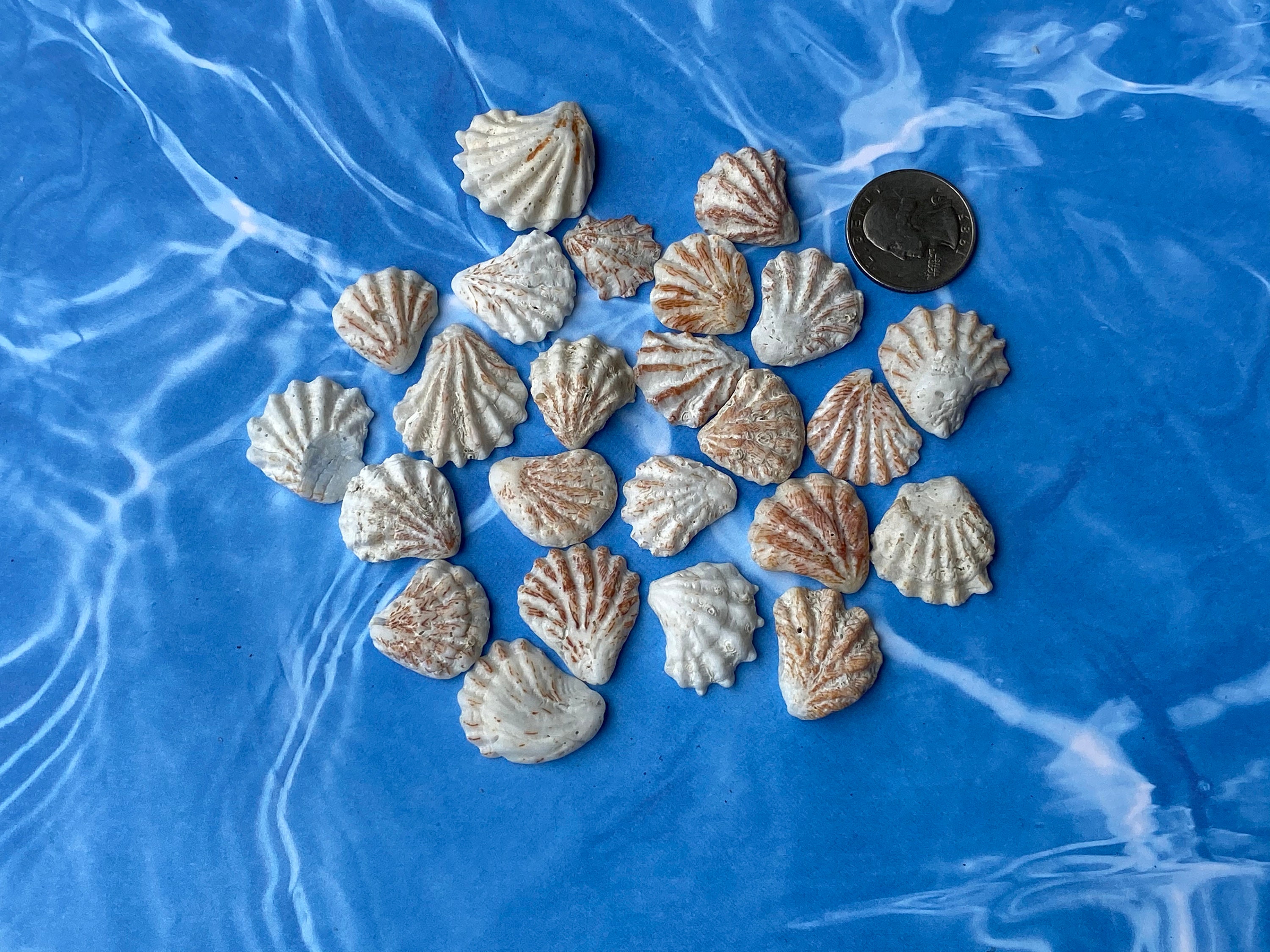 Seashells 24 Kitten Paws Sea Shells Brown Orange White | Etsy