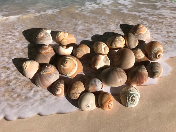 Seashells Snail Shells 25 Brown White Orange Gray Beach Etsy