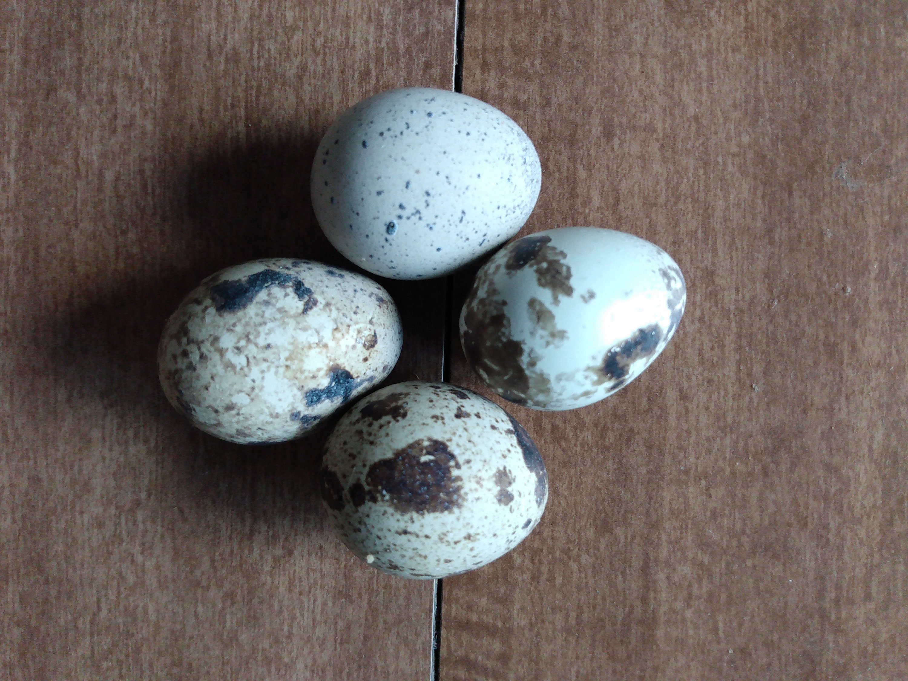 2 Dozen Fresh Quail Eggs Etsy