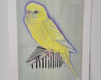 Original Colored pencil Drawing of a Lutino Budgie