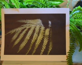 Color photograph of fern leaf with shadows