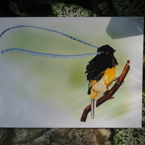 King of Saxony Bird-of-Paradise Digital Fine Art