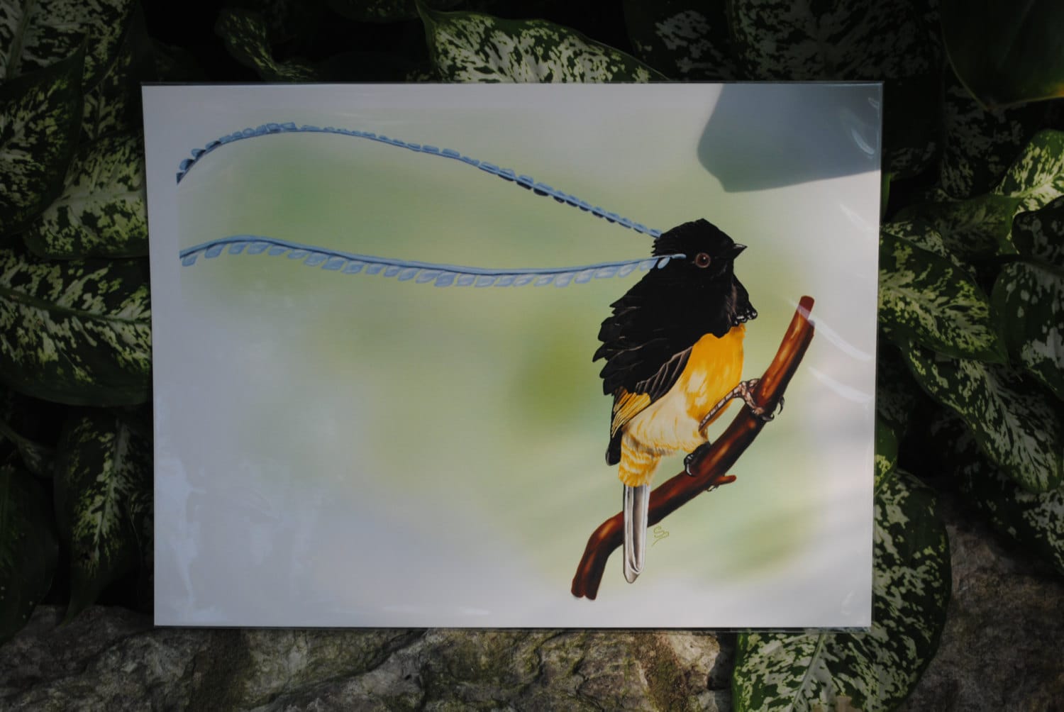 King of Saxony Bird-of-paradise Digital Fine Art - Etsy