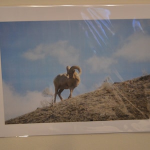 Original Photograph of a Bighorn Sheep