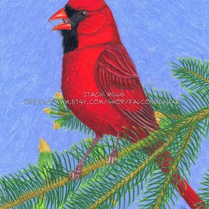Quality Northern Cardinal on spruce branch fine art print image 2