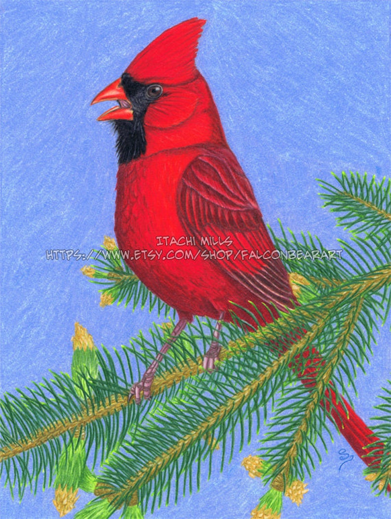 Quality Northern Cardinal on spruce branch fine art print image 2