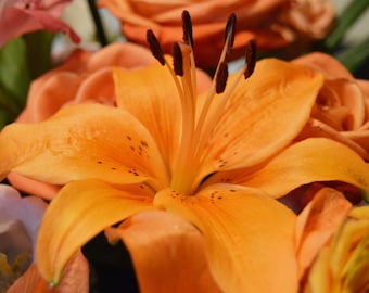 Original photograph of an orange lily