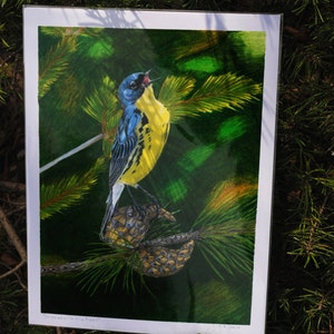 Pode incluir: Uma pintura em aquarela de um parulídeo de garganta amarela empoleirado em um galho de pinheiro. O pássaro está cantando com o bico aberto e as asas ligeiramente abertas. O fundo é uma floresta verde exuberante.