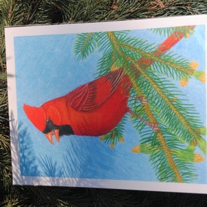 Quality Northern Cardinal on spruce branch fine art print image 1