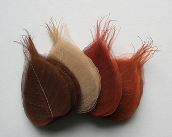 Warm Shades of Brown Bodhi Leaves - Pack of 100 skeleton leaves