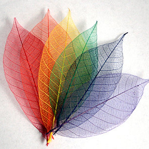 Rainbow - Pack of 150 Skeleton Leaves