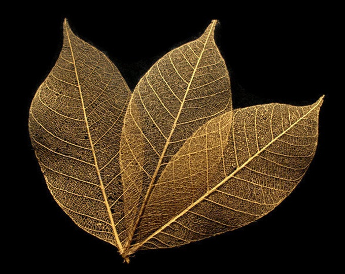 Листья из золота. Листья золотые. Лист золота. Листья вектор золото. Золотистые листья.