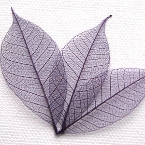 Foglie scheletriche viola