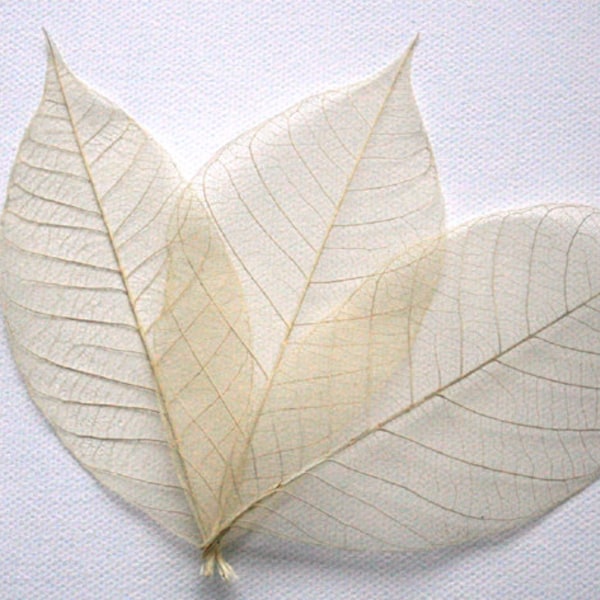 Natural Skeleton Leaves