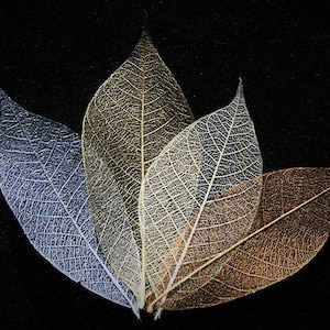 May include: Four delicate, dried leaves with intricate vein patterns. The leaves are arranged in a fan shape, with the largest leaf at the top and the smallest leaf at the bottom. The leaves are a gradient of colours, from light silver to gold.