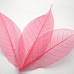 Pink Skeleton Leaves