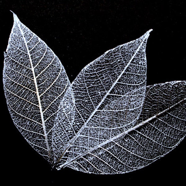 Silver Skeleton Leaves