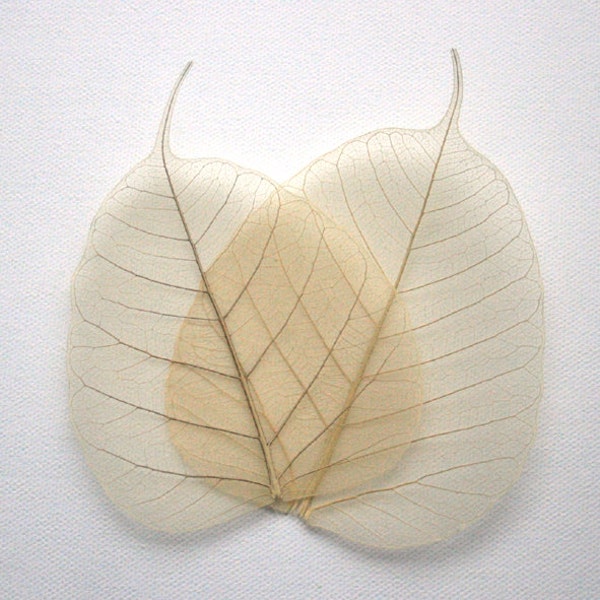 Natural Bodhi Skeleton Leaves