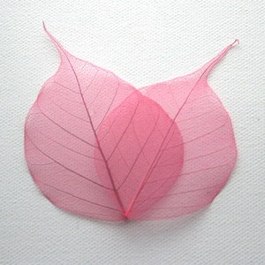 Roze Bodhi-skeletbladeren