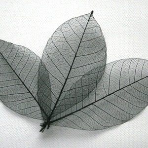Folhas de esqueleto preto