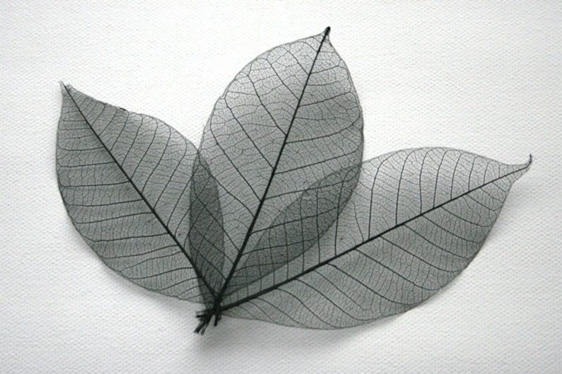 Black Skeleton Leaves 