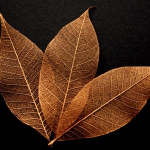 Copper Skeleton Leaves