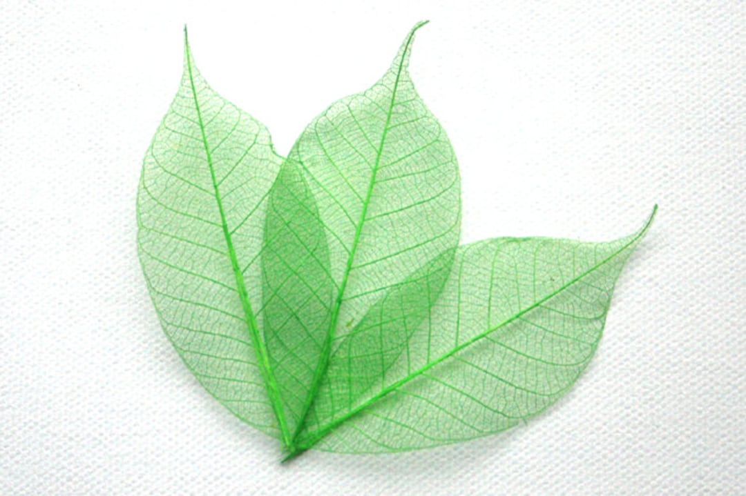 Spring Green Skeleton Leaves Etsy