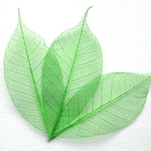 Squelette à feuilles vertes printanières
