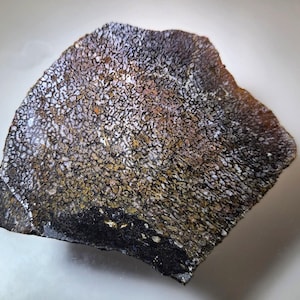 May include: A polished, irregularly shaped fossil fragment. The surface displays a mosaic pattern of small, interconnected cells in shades of black, white, and brown. The fossil has a smooth, glossy finish.