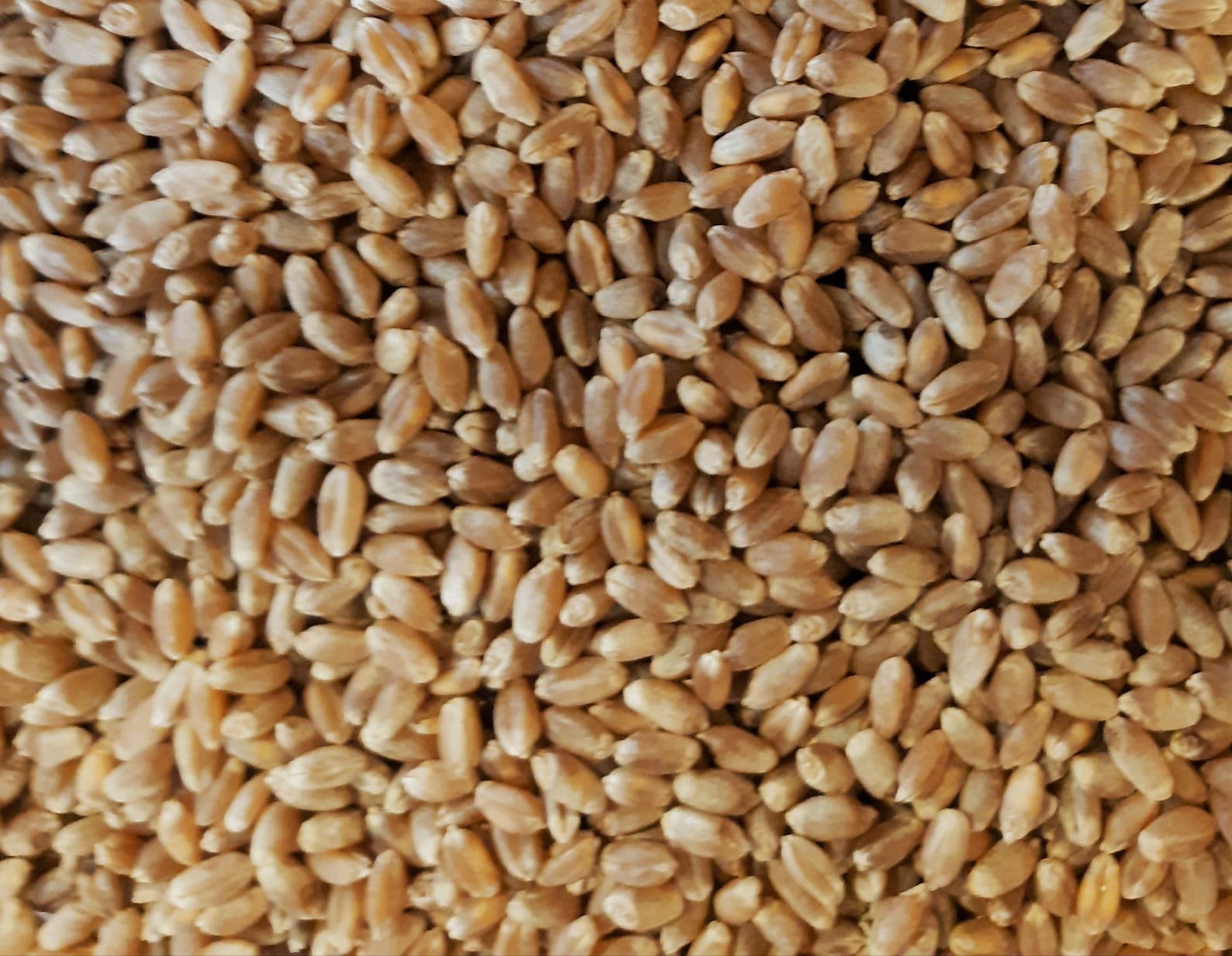 Organic Hard Red Spring Wheat Berries 3 Pounds High Etsy
