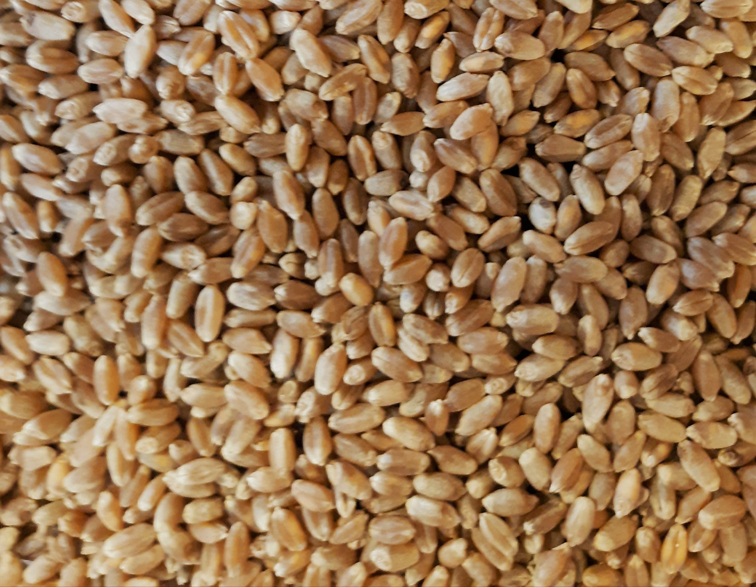 Organic Hard Red Spring Wheat Berries 2 Pounds High Etsy