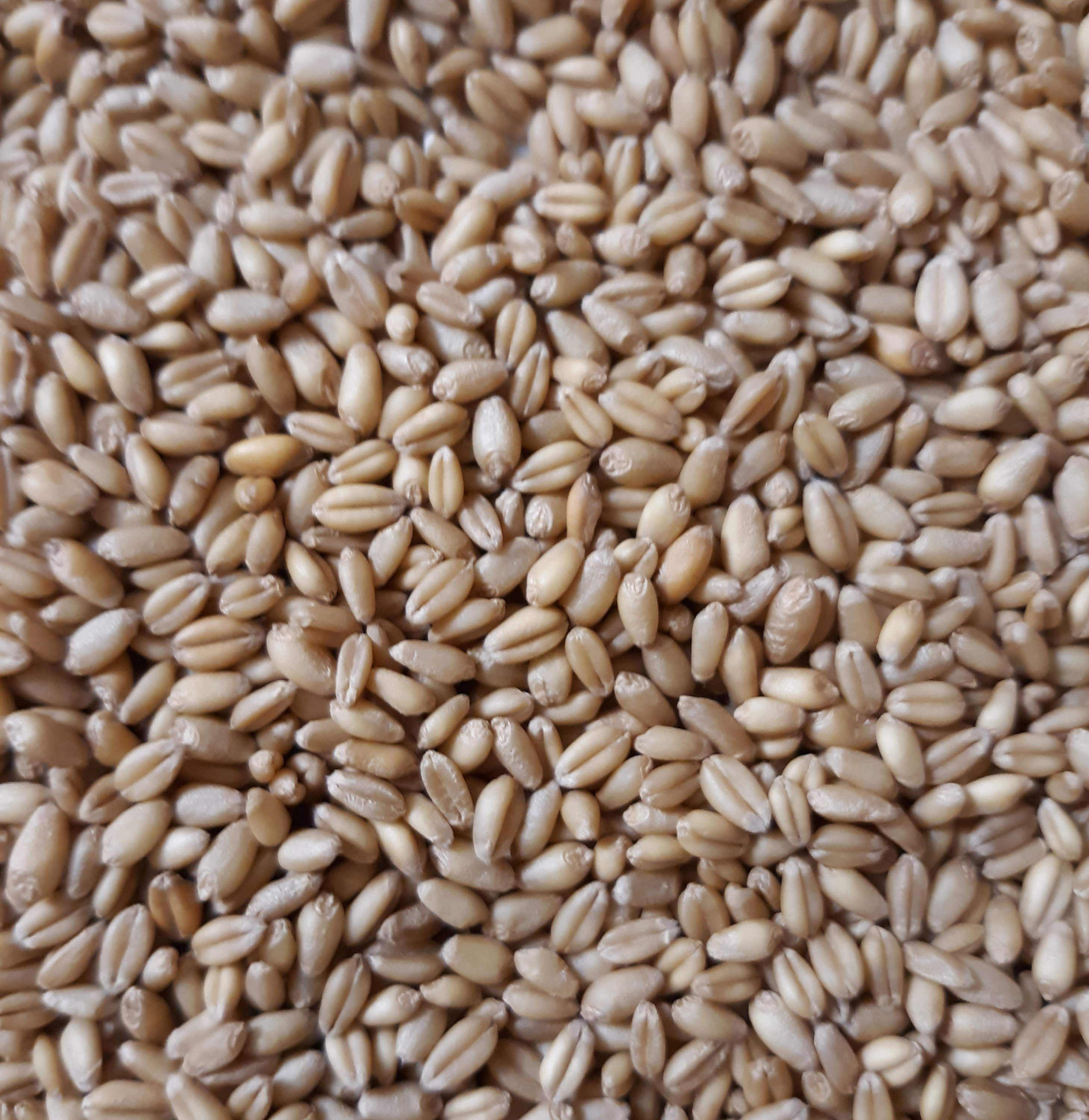 Organic Soft White Winter Wheat Berries 3 Pounds Etsy
