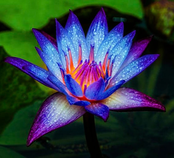 Reine Nymphaea Caerulea Ägyptische Blaue Lotus Lilie Absolute Öl
