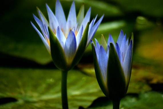 Blue Lotus Absolute (Nymphaea caerulea) from