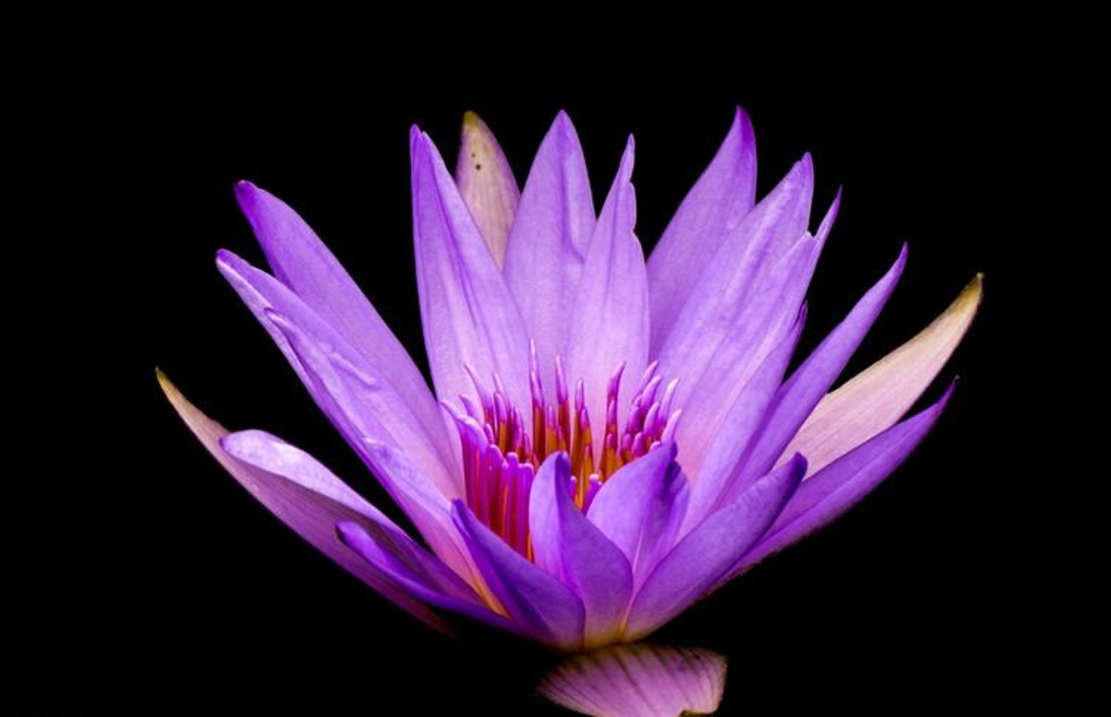 Élixir de lys de lotus bleu égyptien pour éveiller la Etsy France