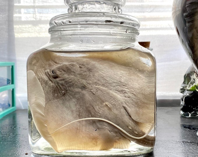 Real Stingray Wet Specimen Jar Etsy