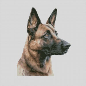 Peut inclure: Portrait rapproché d'un berger allemand brun et noir, la tête tournée vers la droite. Le chien a une expression sérieuse et les oreilles dressées.