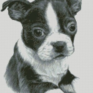 May include: A black and white Boston Terrier puppy with big, dark eyes and a sweet expression. The puppy is lying down with its head tilted to the side.