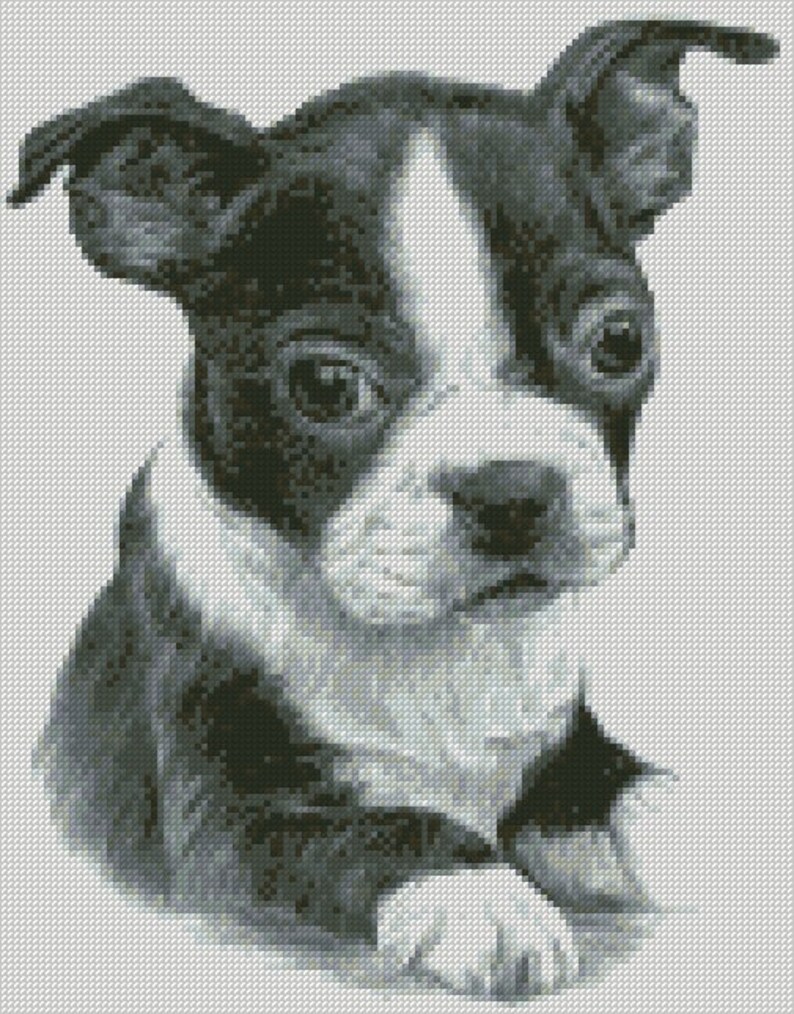 May include: A black and white Boston Terrier puppy with big, dark eyes and a sweet expression. The puppy is lying down with its head tilted to the side.
