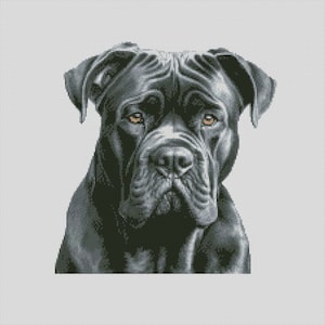 May include: A close-up portrait of a black Cane Corso dog with a serious expression. The dog has a wrinkled face and large, dark eyes.
