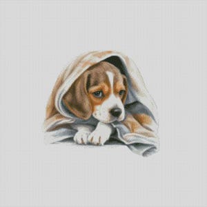 May include: A Beagle puppy, with brown and white fur, is nestled under a light brown and grey blanket. The puppy's light blue eyes are visible, and its paws are peeking out. The image is a close-up, focusing on the puppy's face and upper body.