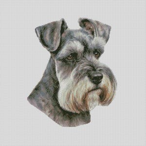 Könnte beinhalten: Nahaufnahme eines grauen und weißen Zwergschnauzers. Der Hund hat einen ernsten Gesichtsausdruck und sein Fell ist kurz geschnitten.