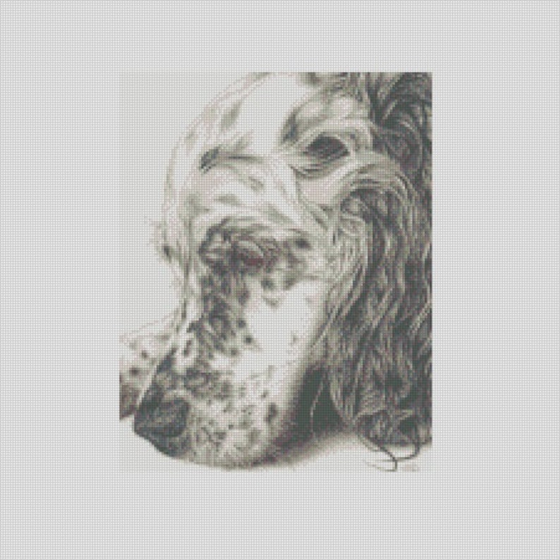 May include: A black and white drawing of a dog's head, the dog is a white and brown English Setter with a long, floppy ear.