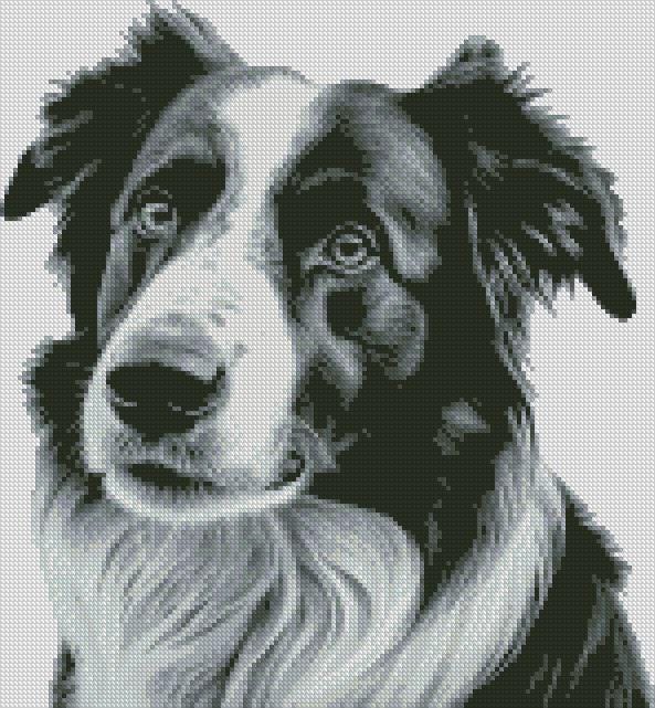 Border Collie Dog 1 Cross Stitch Chart Instant Download PDF Pattern ...
