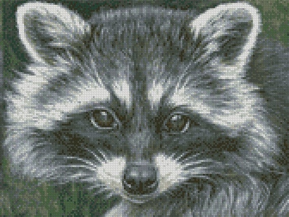 Raccoon Size Chart